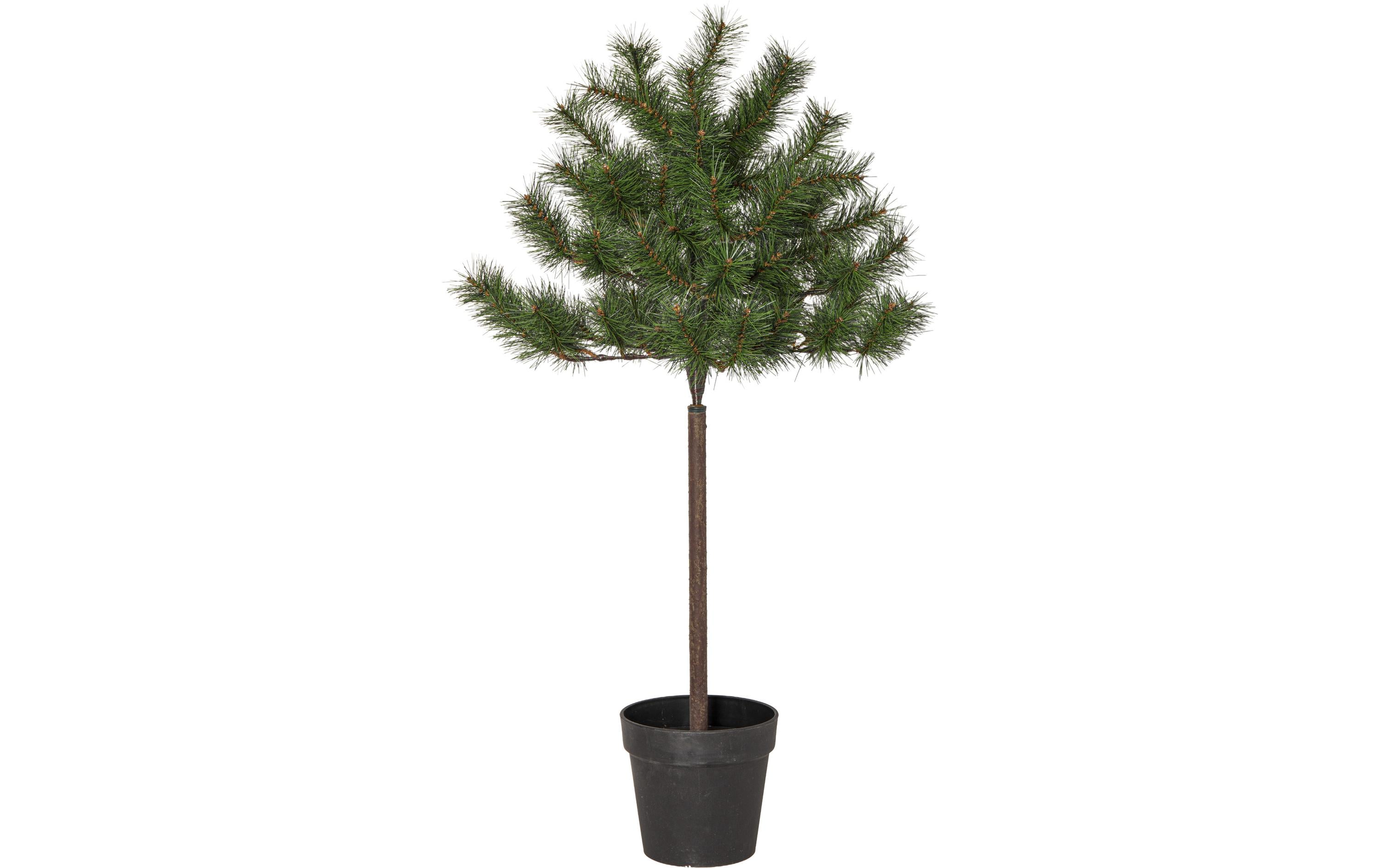 Star Trading Weihnachtsbaum Tallis Indoor, Grün, 100.00 cm Höhe