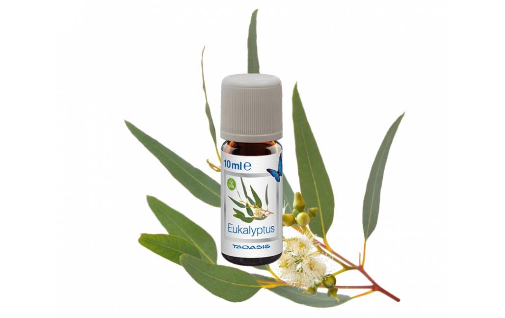 Venta Bio-Duftöl Eukalyptus