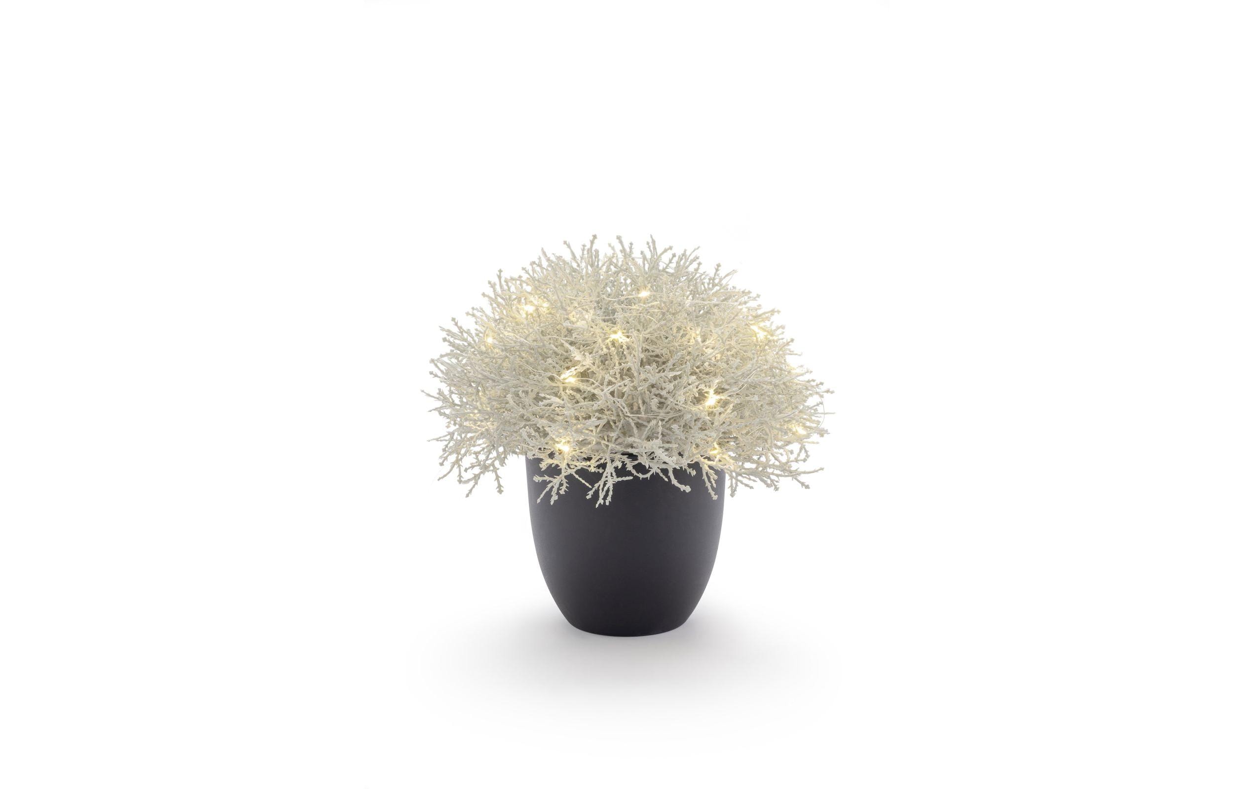 STT Baum Calo 27
