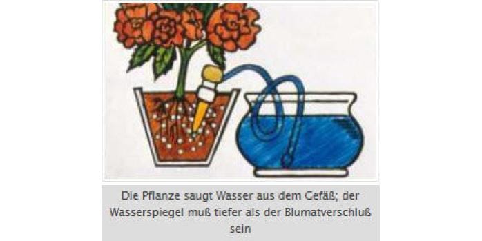 Blumat Topf-Bewässerung